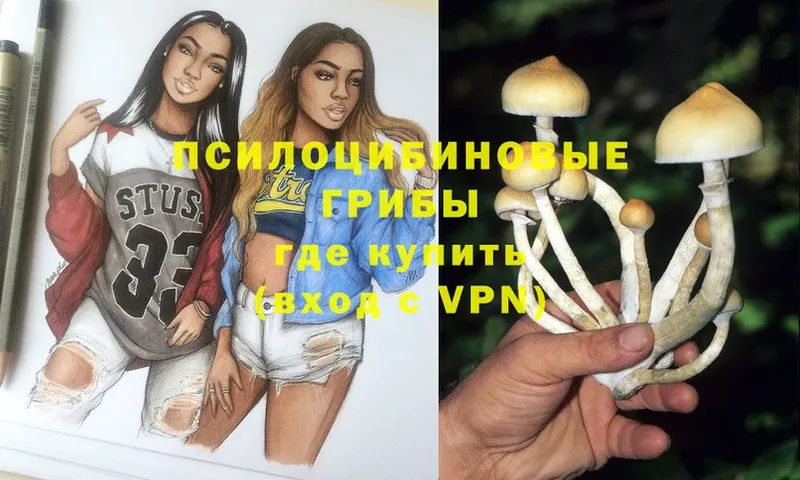 Галлюциногенные грибы Psilocybe  Гаджиево 